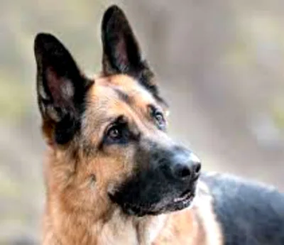 Породы собак со стоячими ушами
