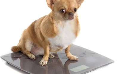 Как собаке похудеть