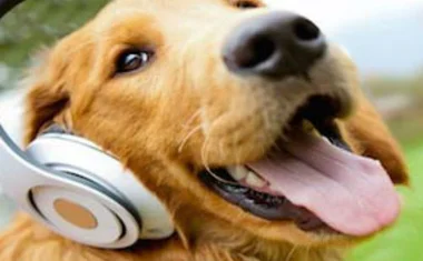 Как собаки реагируют на музыку