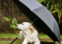 Как собаки реагируют на смену погоды