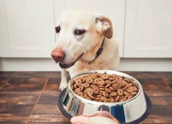 Как выбрать хороший корм для собаки
