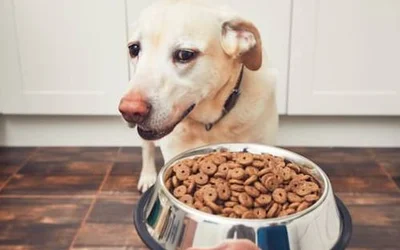Как выбрать хороший корм для собаки