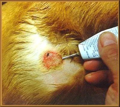 Симптомы и лечение укуса клеща у собаки
