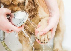 Как защитить подушечки лап собаки от соли