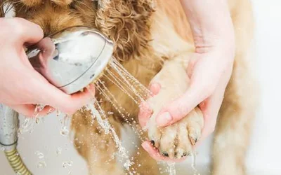 Как защитить подушечки лап собаки от соли