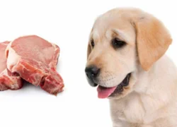 Каким мясом можно и нельзя кормить собаку