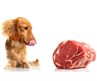 Какие виды мяса можно давать собаке