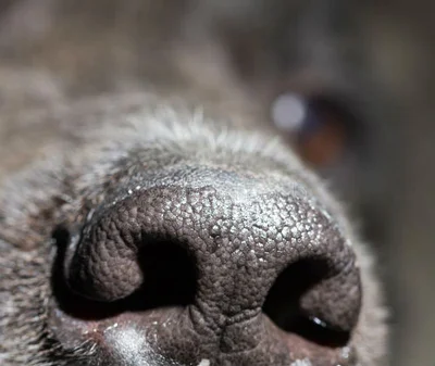 Патологические состояния слизистой носа у собак
