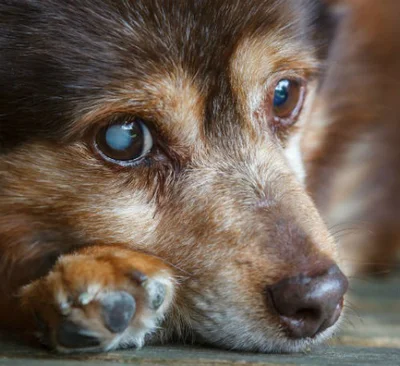Помощь собакам при катаракте