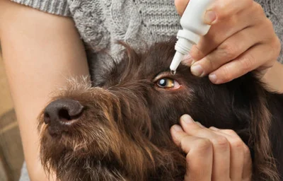 Лечение конъюнктивита у собаки