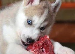 Кормление щенка чистым мясом - мнение ветеринаров