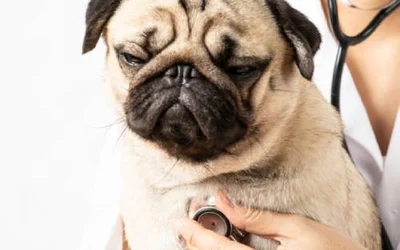 Коррекция брахицефалического синдрома у собак