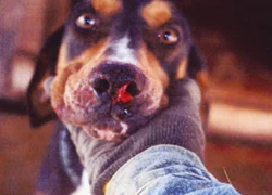 Кровь из носа у собаки