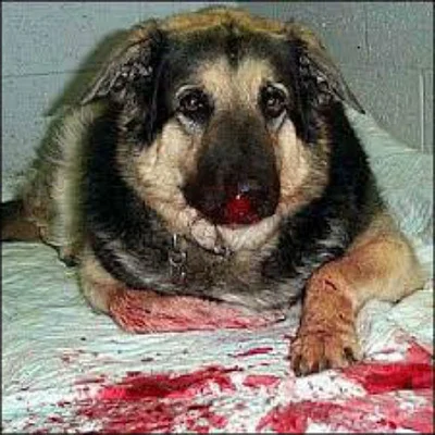 Первая помощь при кровотечении из носа у собак
