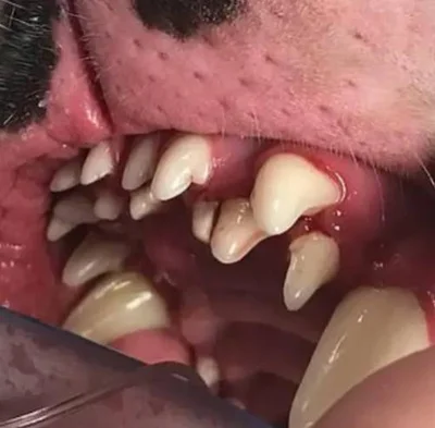 Почему у собаки может быть больше зубов