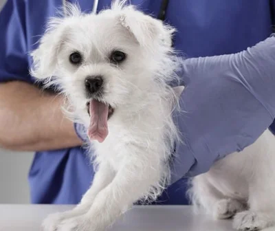 Методика лечения лямблиоза у собак