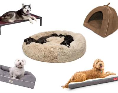 Как выбрать подходящую мебель для собаки