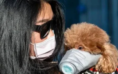 Может ли собака заразиться от человека коронавирусом