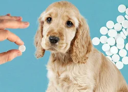 Можно ли аспирин собаке