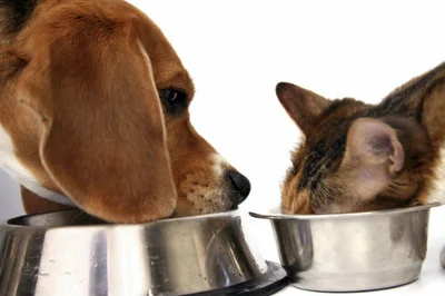 Как отучить собаку есть кошачий корм
