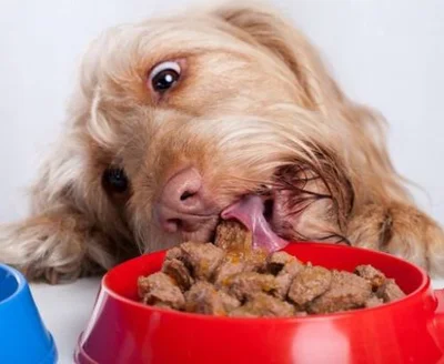Особенности пищеварения собак