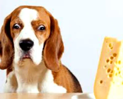 Почему собакам нельзя сыр