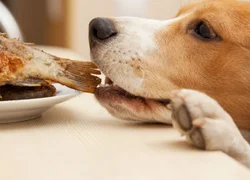 Можно ли кормить собаку рыбой