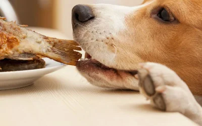 Можно ли кормить собаку рыбой