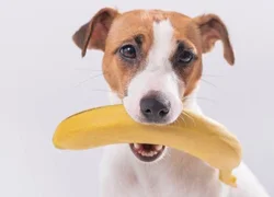 Можно ли собакам бананы