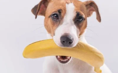 Можно ли собакам бананы