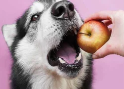 Можно ли собакам фрукты