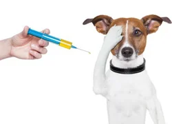 Можно ли собакам гулять после прививки