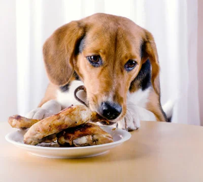 Опасность куриных костей для собак