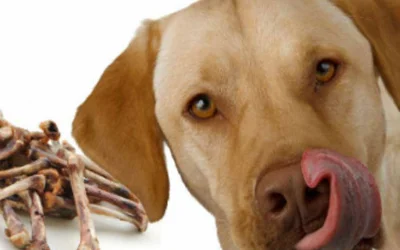 Можно ли собакам куриные кости