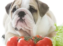 Можно ли собакам овощи