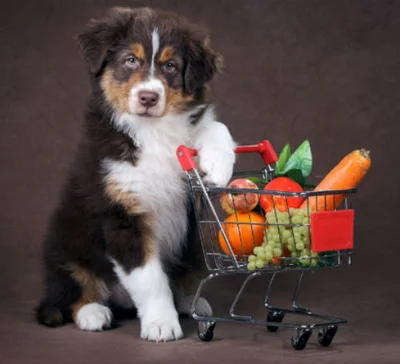 Важность овощей в рационе собаки 