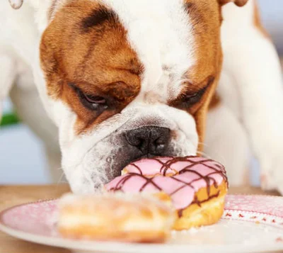 Почему собака просит сладкое
