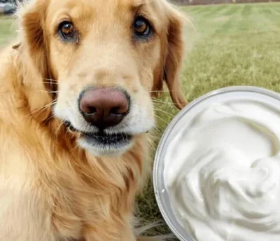 Какие виды йогурта можно давать собаке