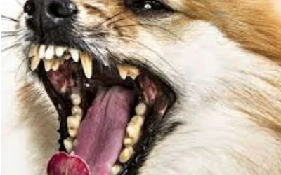 Не выпавшие молочные зубы у собак – причины и последствия патологии