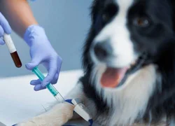 Общий анализ крови у собак