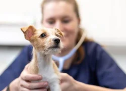 Обзор вакцин для собак