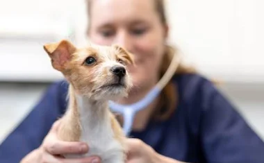 Обзор вакцин для собак