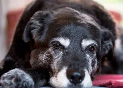 Отличие артрита и артроза у собак
