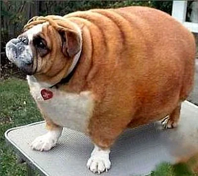 Признаки лишнего веса у собаки