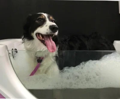 Зачем собакам делают озоновые ванны