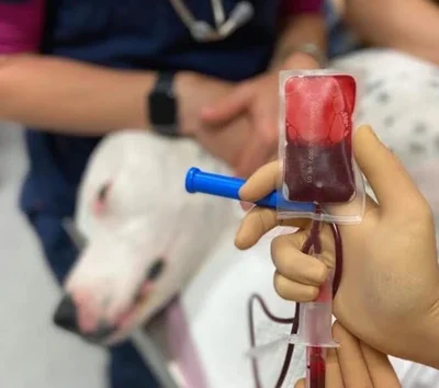 Как подбирают доноров крови у собак