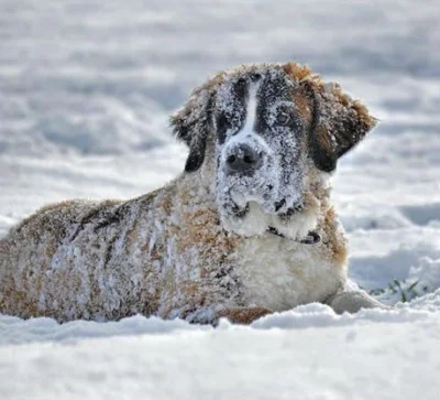 Причины обморожения собак на улице
