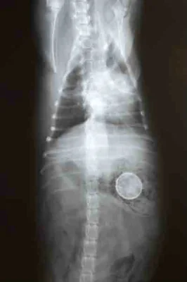 Симптомы перитонита у собаки на рентгеновском снимке