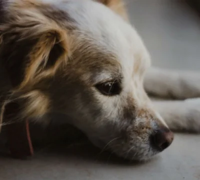 Диагностика и лечение питомничьего кашля у собак