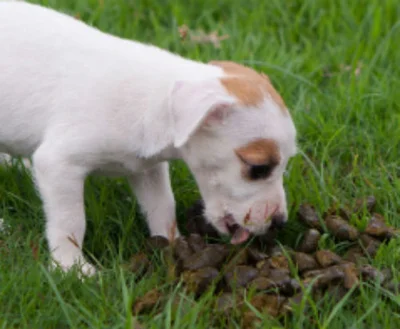 Почему щенок ест свой кал